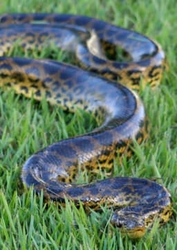 Anaconda