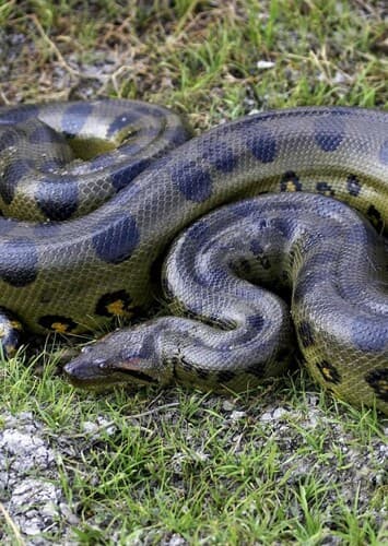 Anaconda