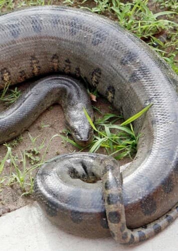 Anaconda