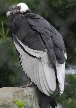 Andean Condor
