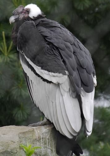 Andean Condor