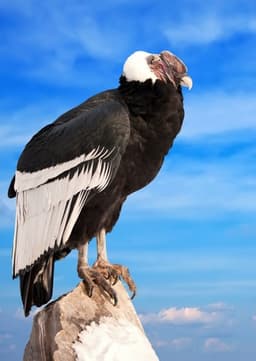 Andean Condor
