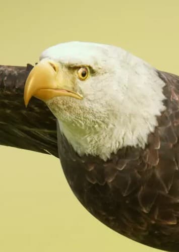 Anga (American Bald Eagle)