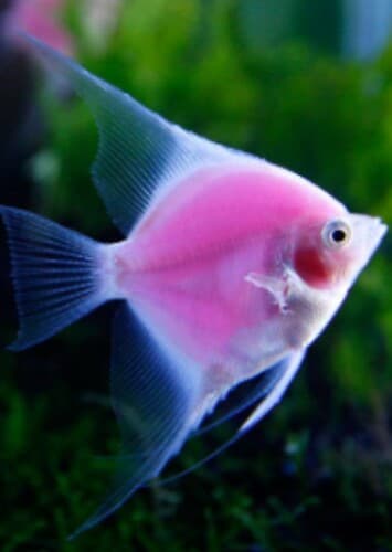 Angelfish