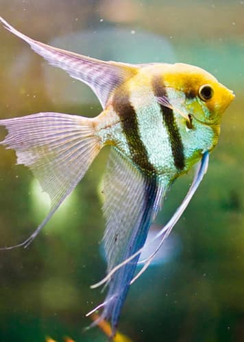 Angelfish (Generic)