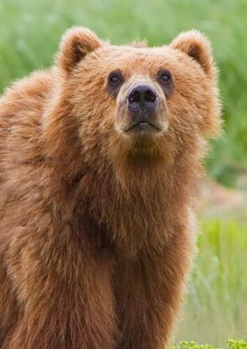 Animal: Bear