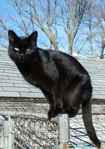 Animal: Black Cat