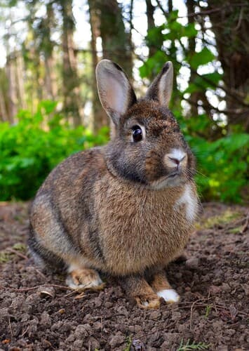 Animal: Bunny/Rabbit