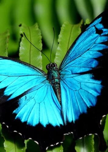 Animal: Butterfly