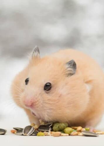 Animal: Hamster