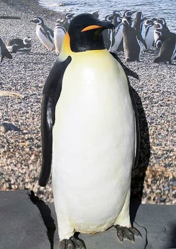 Animal: Penguin
