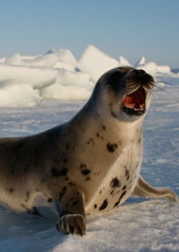 Animal: Seal