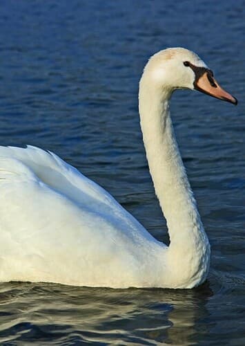 Animal: Swan