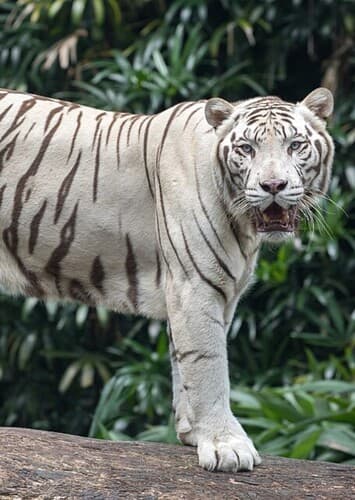 Animal: White Tiger