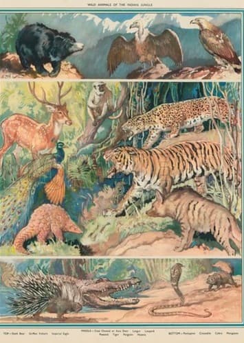 Animales de la selva