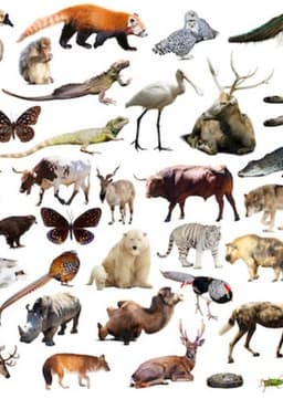 Animals