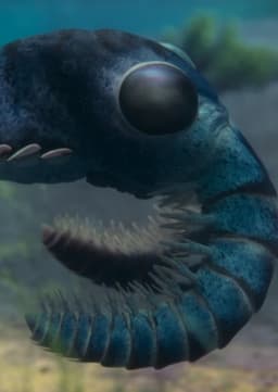 Anomalocaris