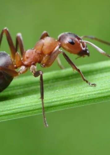 Ant
