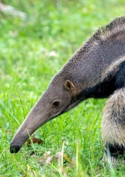 Anteater