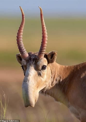 Antelope