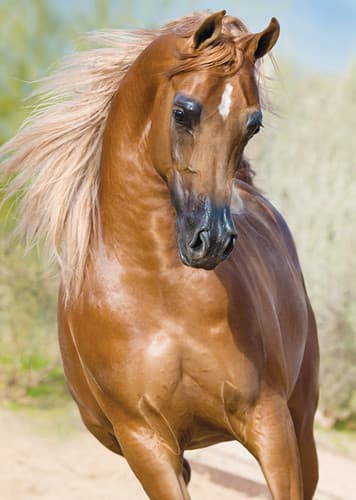 Arabian Horse