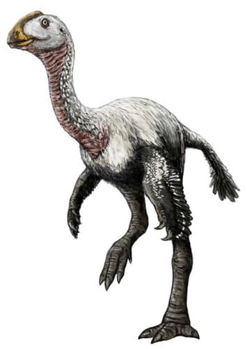 Archaeornithomimus