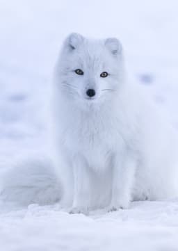 Arctic Fox