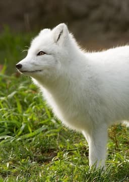 Arctic Fox