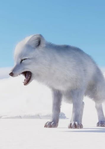 Arctic Fox