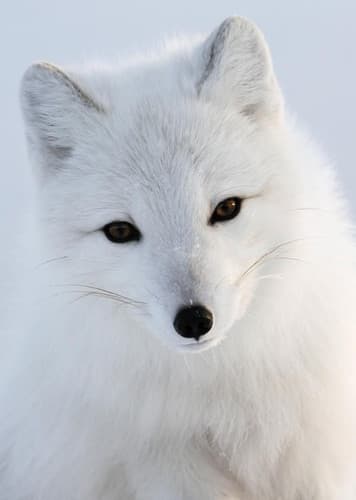 Arctic Fox