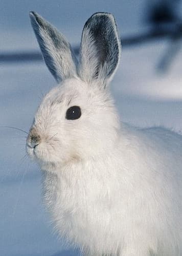 Arctic Hare