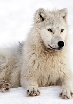 Arctic Wolf