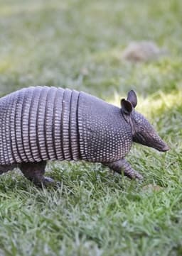 Armadillo