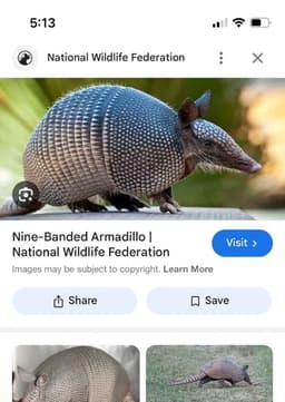 Armadillo