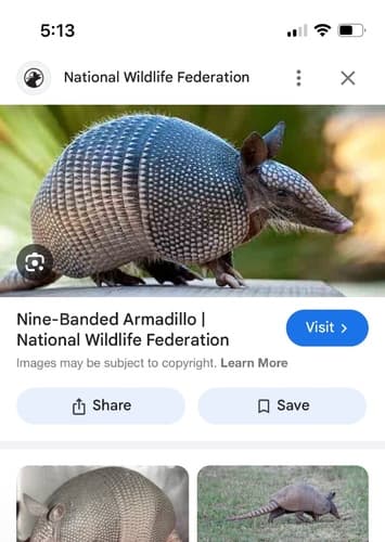 Armadillo