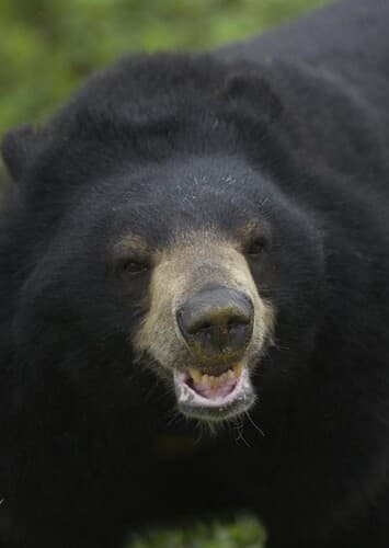 Asian Black Bear