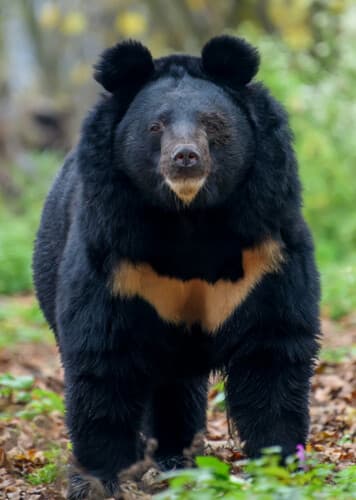 Asian Black Bear
