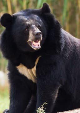 Asian Black Bear