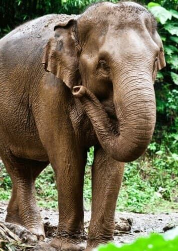 Asian Elephant