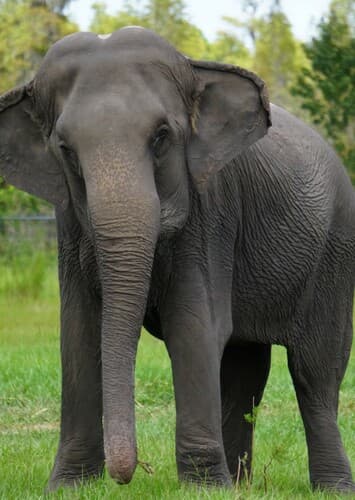 Asian Elephant