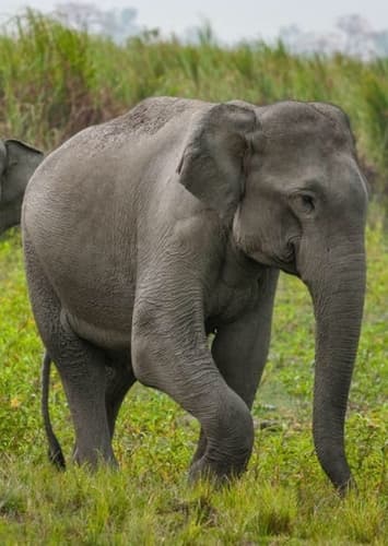 Asian Elephant