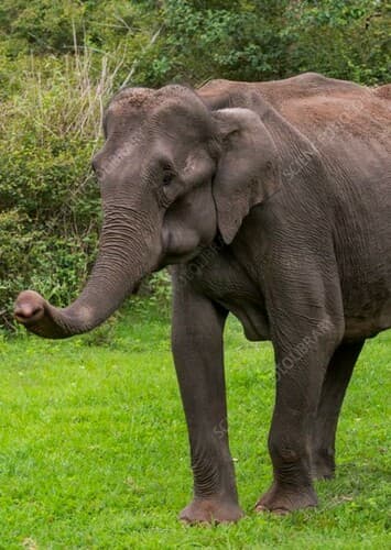 Asian Elephant