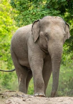 Asian Elephant