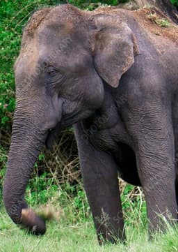 Asian Elephant