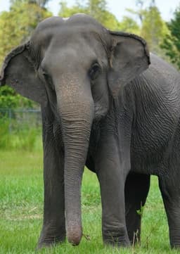 Asian Elephant