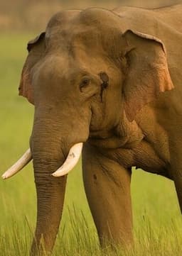 Asian Elephant