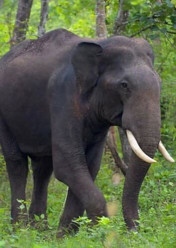 Asian Elephant