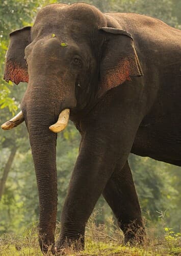 Asian Elephant