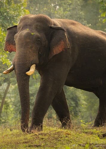 Asian Elephant