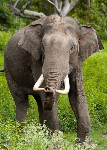 Asian Elephant